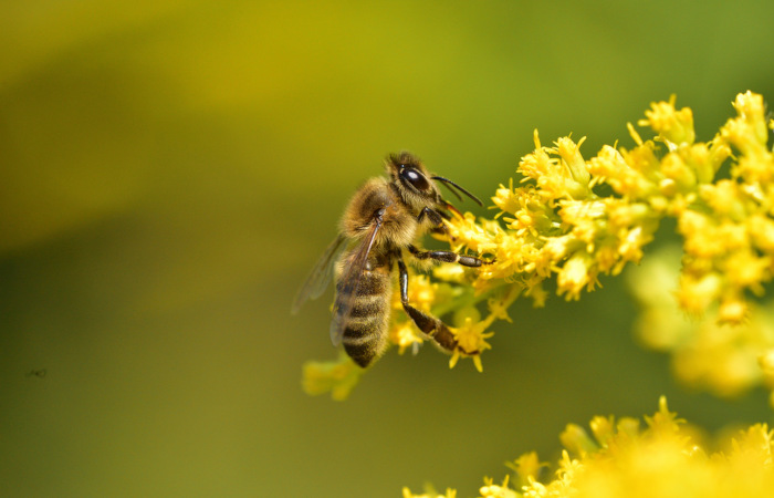 As abelhas estabelecem relações ecológicas com várias plantas, promovendo a sua polinização, enquanto as plantas fornecem-lhe néctar.