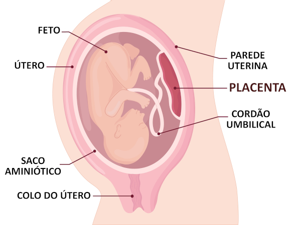 Esquema ilustrativo mostra feto dentro de útero e as estruturas que possibilitam seu desenvolvimento, como a placenta. Esquema ilustrativo mostra feto dentro de útero e as estruturas que possibilitam seu desenvolvimento, como a placenta.