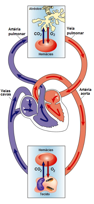 Analise os dois trajetos realizados pelo sangue no nosso corpo