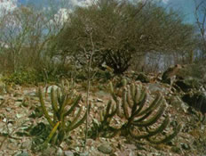 O aspecto seco do ecossistema Caatinga.