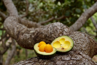 Pequi O Pequi é uma planta muito comum nos Cerrados. Observe seu caule espesso