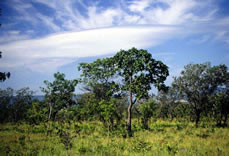 As belíssimas paisagens que o cerrado proporciona